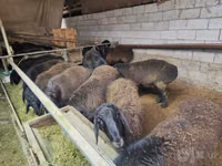 كبش, Edilbay sheep — الصورة 1