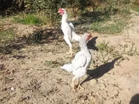 دجاج شمو — الصورة 5