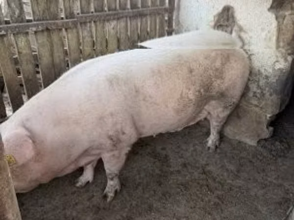 Свиноматка, Крупная белая