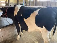Kuh, Holstein-Rasse — Foto 1