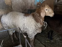 Widder, Rhon sheep — Foto 1