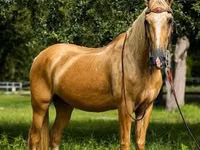Caballo, Quarter Horse — foto 4