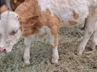 Rinder (Partie, Geschlecht nicht angegeben), Simmental cattle — Foto 3