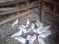 Chickens — الصورة 3