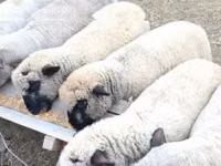 كبش, Shroshire sheep — الصورة 1