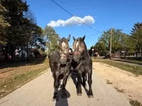 घोड़ा, Percheron — फ़ोटो 6