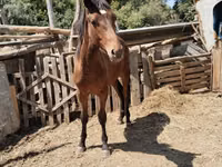 Caballo, Thoroughbred horse — foto 2