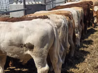 Toro, Vaca Limousin — foto 4