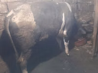 Bull, Red-spotted breed — photo 3