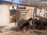 Widder, Ordabasy sheep — Foto 2