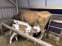 Cow, Simmental cattle — photo 1