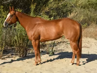 Mare, Quarter Horse — photo 2