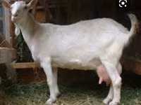Ziegenbock, Saanen goat — Foto 3