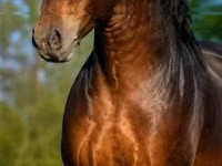 公马, Hungarian horse breed — 照片 2