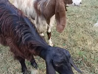 Ziege, Damask goat — Foto 3