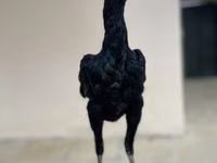 دجاج شمو — الصورة 5