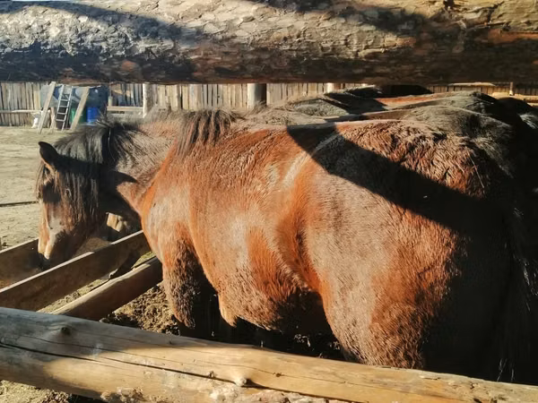 Horse (M), Kustanai horse
