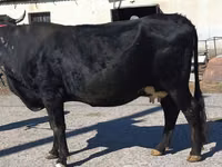 Cow, Cattle — photo 8