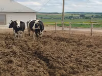 Vaca, Russian Black pied cattle — foto 6