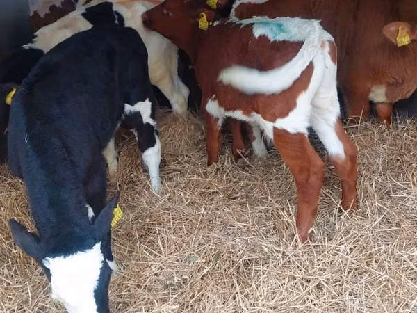 Bulle, Simmental cattle