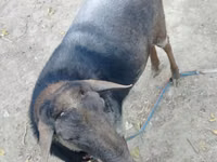 Carnero, Romanov sheep — foto 3