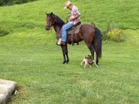 Horse (M), Rocky Mountain Horse — photo 5