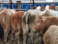 Cattle (batch, sex not specified), Charolais cattle — photo 2