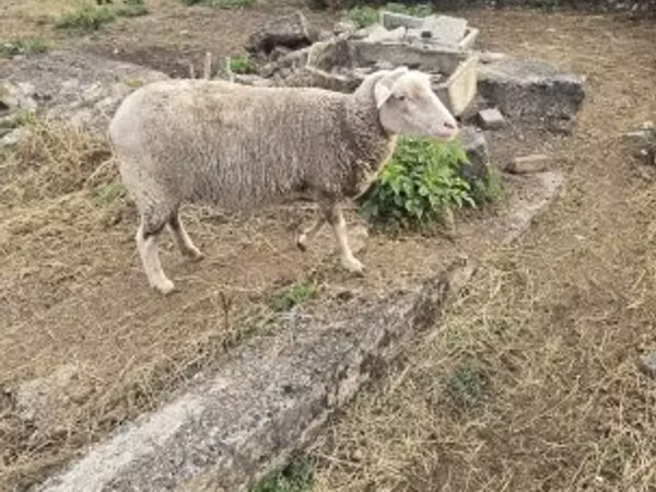 Oveja, Australian merinos sheep