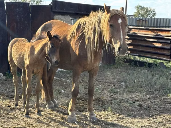Yegua, Caballos