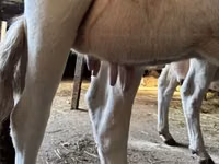 Cow, British White Cow — photo 4