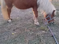 Mare, Shetland Pony — photo 4