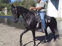 Mare, Tennessee Walking Horse — photo 2