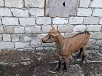 عنزة, Italian Alpine goat — الصورة 2