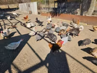 Chickens — الصورة 5