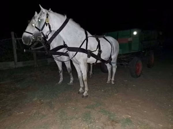 Конь, Лошади