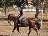 Stute, Hungarian horse breed — Foto 4