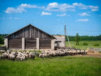 Widder, Romanov sheep — Foto 3