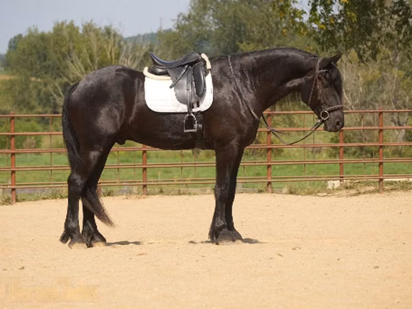 Horse (M), Friesian