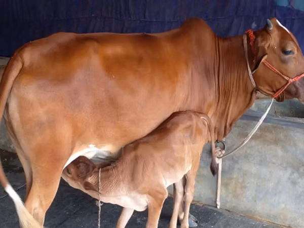Cow, Buffalo