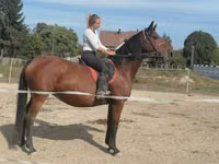 Stute, Hungarian horse breed — Foto 1