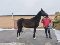 Yegua, Akhal-Teke — foto 2
