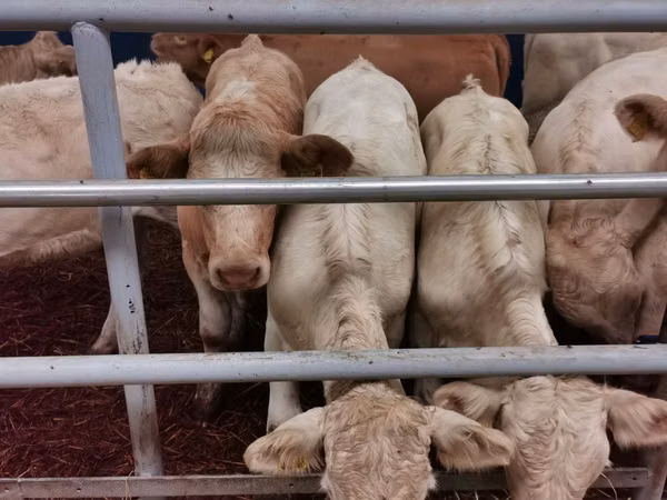 Rinder (Partie, Geschlecht nicht angegeben), Charolais cattle