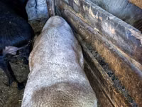 Carnero, Hissar sheep — foto 4