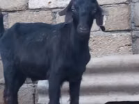 Ziegenbock, Anatolian Black goats — Foto 1