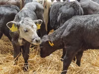 Rinder (Partie, Geschlecht nicht angegeben), Simmental cattle — Foto 4