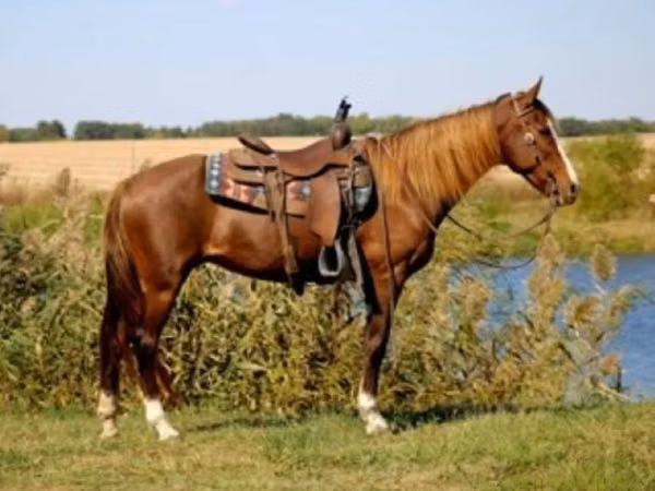 Mare, Rocky Mountain Horse