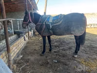 Horse (M), Karabakh horse — photo 1