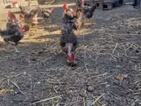 gallina danesa — foto 1
