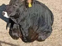 Bull, Brown Carpathian breed — photo 1