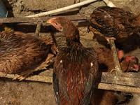 مالاي غيم — الصورة 3